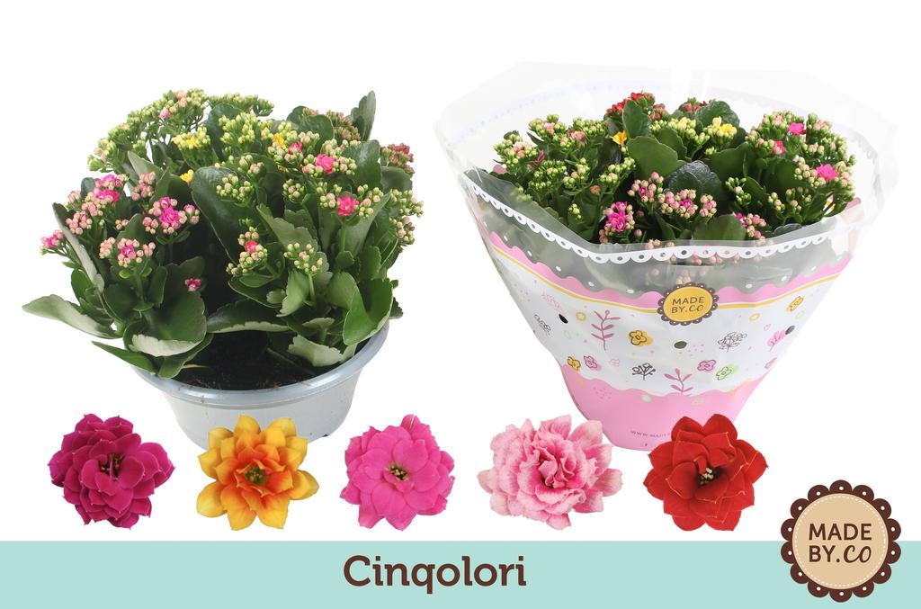 Afbeeldingen van Kalanchoe Cinqolori - Carnaval P23 27cm