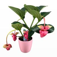 Medinilla Magnifica Flamenco 2 etage 3/4 buds in pink ceramic