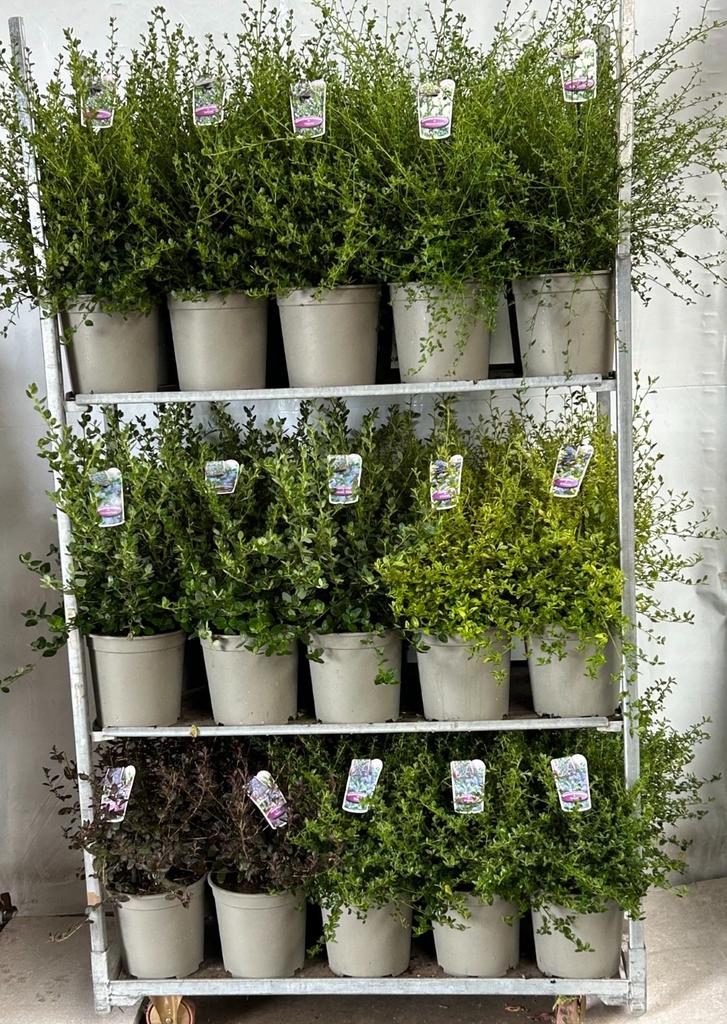Picture of Ceanothus in varieties P29 (10 Ltr)