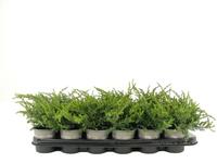 Juniperus com. Repanda
