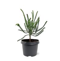 Cryptomeria jap. Dacrydioides
