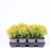 Thuja occidentalis Golden Globe