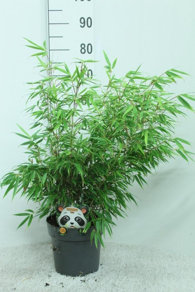 Picture of Fargesia rufa P23 (5 Ltr)