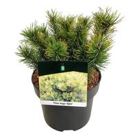 Pinus mugo Ophir