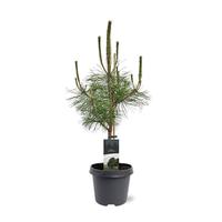 Pinus nigra nigra