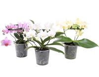Phalaenopsis hybrid Multiflora Shape Blossoming Beauty varieties