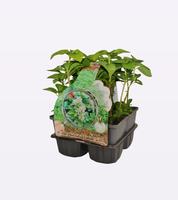Pachysandra terminalis - 4-PACK Piece × 21 - £ 5.38 Shelf £ 5.27 Trolley