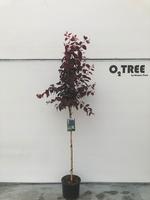 Prunus cer. Nigra