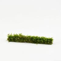 Bamboostick whit Javamos XL 30 cm BAREROOT 5cm Piece × 100 - £ 3.89 Shelf £ 3.85 Trolley