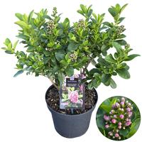 Escallonia Pink Elle