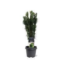 Cephalotaxus harringtonii Fastigiata