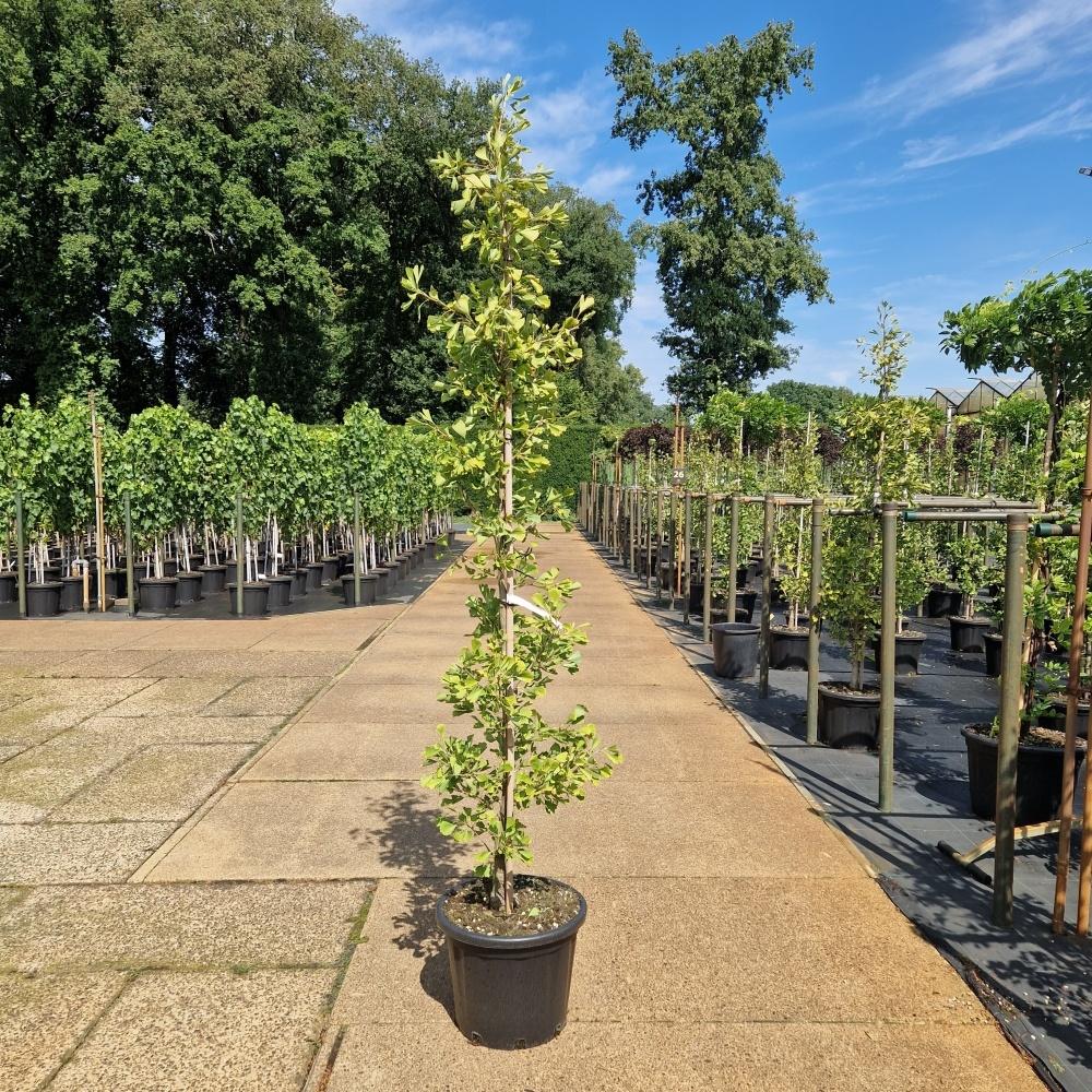 Picture of Ginkgo biloba Saratoga C35 175/200
