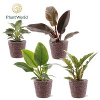 Philodendron in varieties Trendy basket