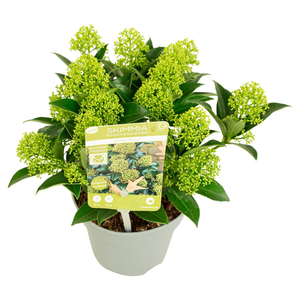Picture of Skimmia jap. White Dwarf P13