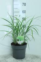 Miscanthus sin. Zebrinus