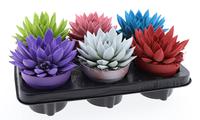 Echeveria Miranda Rainbow mix