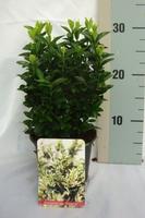 Euonymus jap. Francien