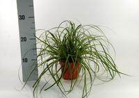 Carex mor. Fishers Form