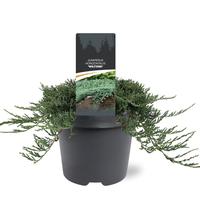 Juniperus hor. Wiltonii