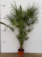 Chamaerops humilis