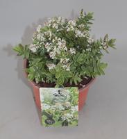 Hebe albicans