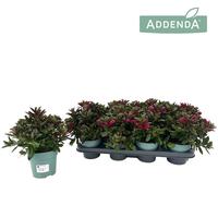 Hebe Petita Red