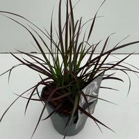 Pennisetum adv. Summer Samba
