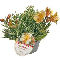Alstroemeria col. Fabiana