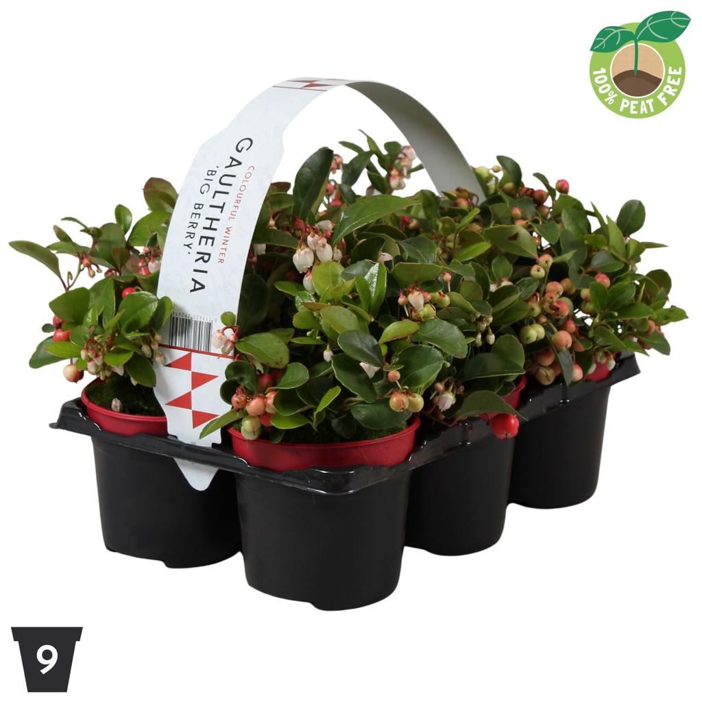 Picture of Gaultheria Big Berry 6-pack P9 Peat Free
