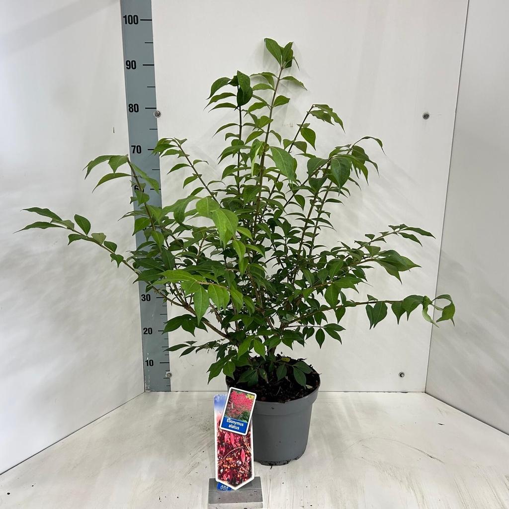Picture of Euonymus alatus P23 (5 Ltr)
