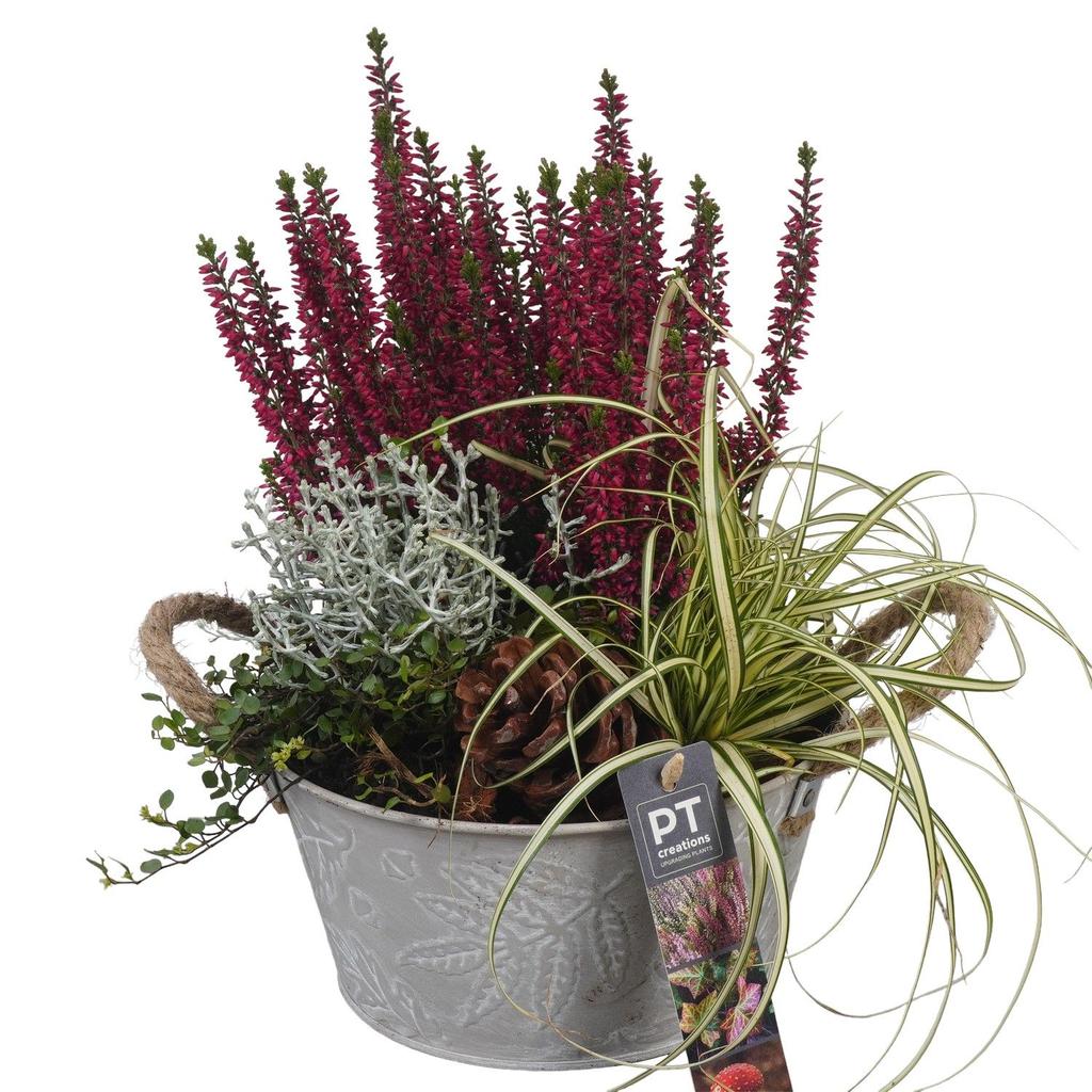 Image de PTHO4064 Arrangement Autumn Outdoor in metal pot P18 28CM