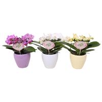 Phalaenopsis hybrid Multiflora Shape Blossoming Beauty varieties in Sofia ceramic