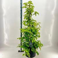 Hydrangea ano. petiolaris