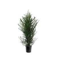 Taxus baccata (no label)