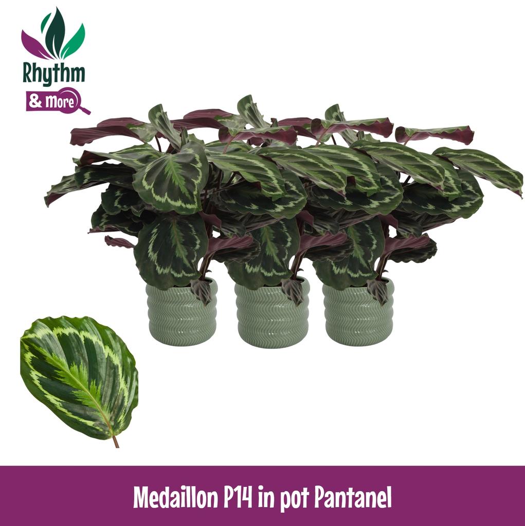 Picture of Calathea Medaillon in Pantanel ceramics Rhythm & More P14 45cm