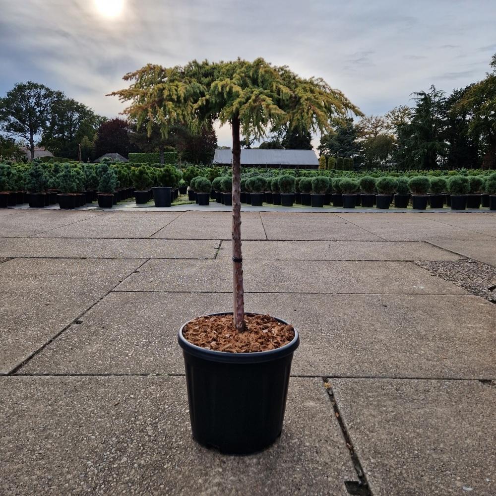 Picture of Juniperus com. Lemon Carpet C15 60/STD