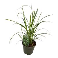 Miscanthus sin. Zebrinus