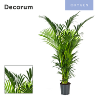 Howea forsteriana 200cm (Kentia) 12pp