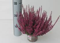 Calluna Garden Girls VIOLET XL
