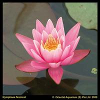Nymphaea Pink - 40cm basket