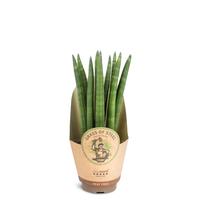 Sansevieria cylindrica Straight