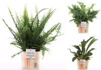 Ferns in varieties in Pure Wood pot (INDOOR)