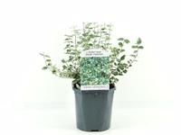 Euonymus fort. Emerald 'n Gaiety