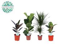 Houseplants Lopez in 4 varieties