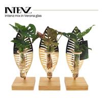 Hydroponic Intenz varieties In Verona glass