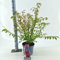 Euonymus alatus