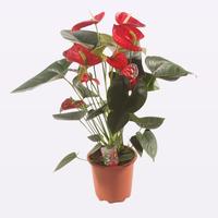 Anthurium Easy Red