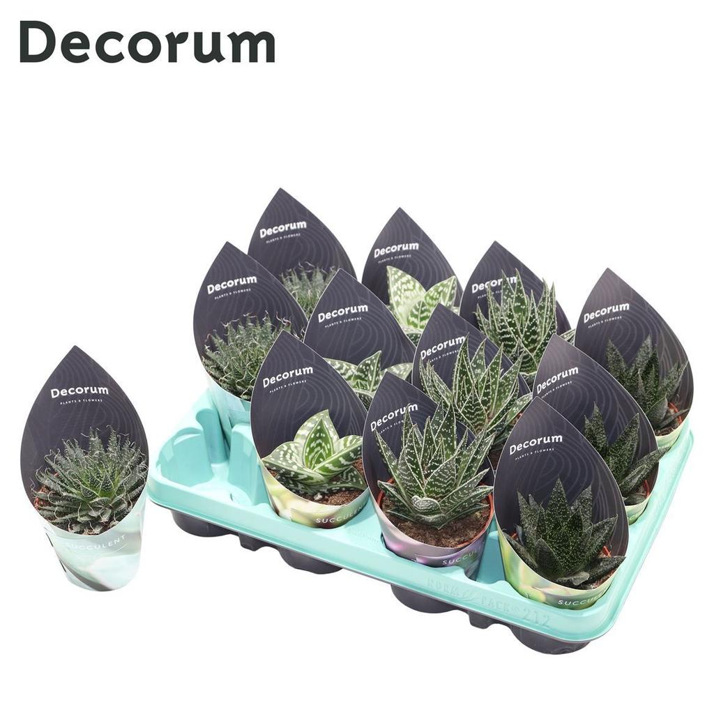 Image de Aloë in 4 varieties (Decorum) P8 18cm