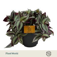 Tradescantia Zebrina