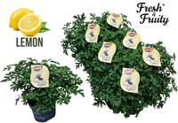 Pel. Fresh&Fruity® Mosquito Fighter PROMO